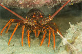 Crayfish Dive Site