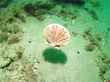 Scallop Dive Site