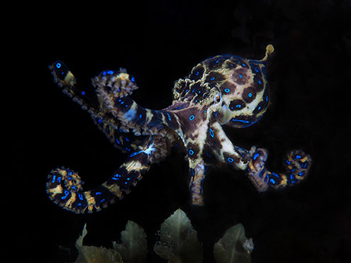 A Southern Blue-Ringed Octopus Glows Blue To Warn Off Predators