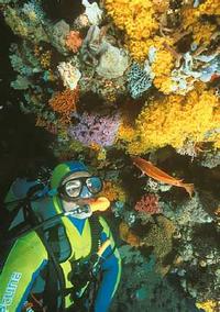 Under the sea: A diver's delight   typical of the seabed near the heads.