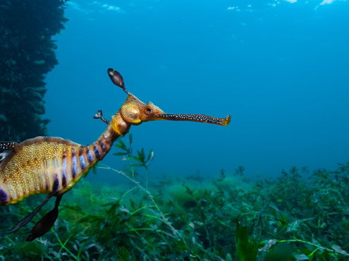 Diving in Victoria - Weedy Seadragon