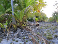 Don't eat the coconuts at Bikini Atoll!