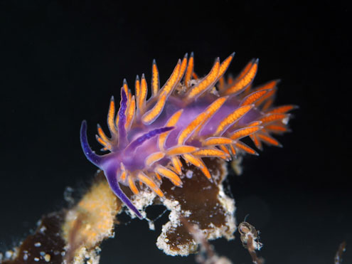 Blairgowrie Nudibranch