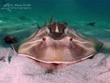 Southern Fiddler Ray, Blairgowrie Pier