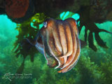 Giant Australian Cuttlefish, Blairgowrie Pier