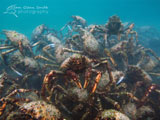 Giant Spider Crabs, Blairgowrie Pier