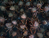 Giant Spider Crabs, Blairgowrie Pier