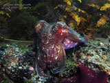 Giant Australian Cuttlefish (Sepia Apama), Flinders Pier