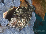 Leatherjacket, Flinders Pier