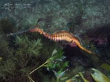 Weedy Seadragon, Flinders Pier