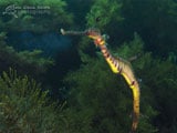 Weedy Seadragon, Flinders Pier