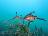 Weedy Sea Dragon (Fizzy), Flinders Pier