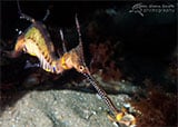 Weedy Sea Dragon, Portsea Pier