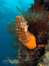 Big Belly Seahorse, Rye Pier