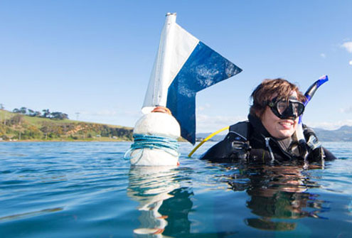 Scuba Diving Snorkeling Dive Boat Flag 50 x 35 cm Alpha Flag White & Blue 