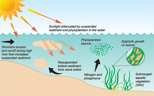 Factors Affecting Dive Visibility