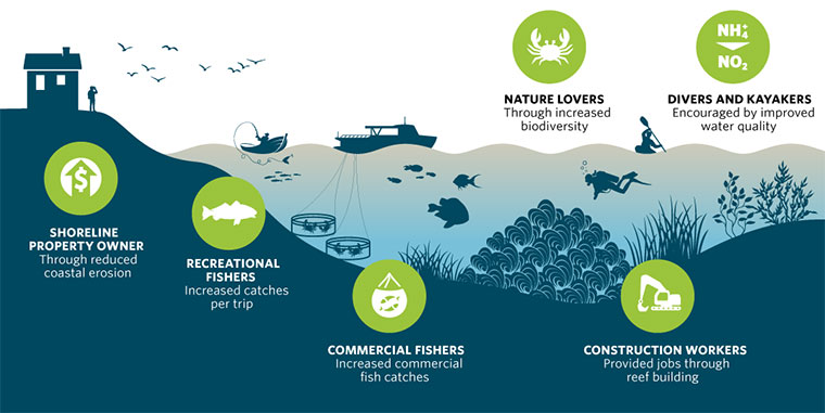Infographic: Beneficiaries of Shellfish Reefs