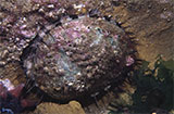 Abalone Dive Site