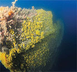 Bow of the Alert
