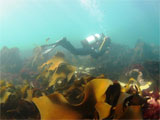 Barwon Bluff Kelp