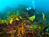 Boarfish Reef Drift