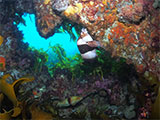 Boarfish Reef
