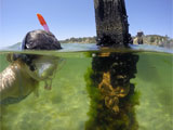 Clifton Springs Snorkeller