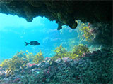 Collendina Beach Sea Cave