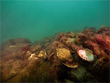 Corio Bay Rocky Reef