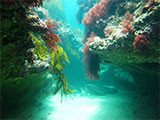 Diamond Bay Cave