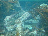 Grange Shipwreck Anchor, Hayley Reef