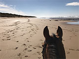 Horse Beach