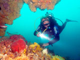 Tom Wende diving Lonsdale Wall