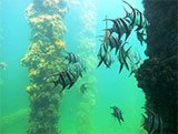 Mornington Pier Old Wives