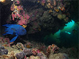 Narrows Beach Dive