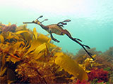 Weedy Seadragon at Perpendicular Reef