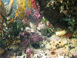 Point Danger Crevice