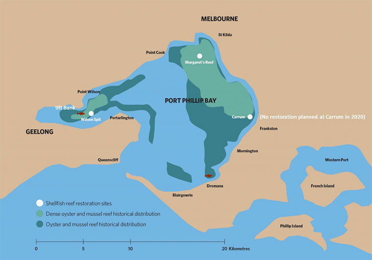 Port Phillip Shellfish Reefs