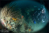 Diver at Portsea Hole