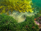 Southern Fiddler Ray at Tea House Reef