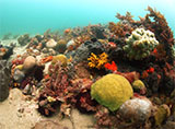 Rosebud Reef