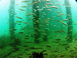 Yellowfin Pike, Rye Pier