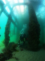 San Remo Jetty Dive