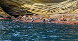 Seal Colony, Cape Bridgewater