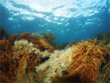 Seal Point, Cape Otway Dive