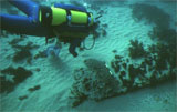 South Milton Dive