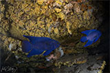 Spec Reef