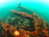 Victoria Tower Wreck Dive