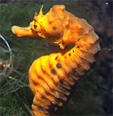 Seahorse at Williamstown