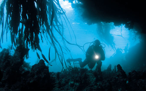 Diving the Great Southern Reef